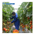 完全自動システム水耕栽培トマト温室